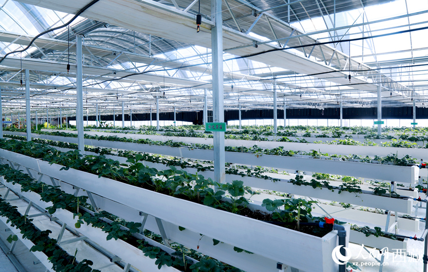 園區(qū)溫室廣泛采用多層水培種植系統(tǒng)。人民網(wǎng)記者 吳雨仁攝