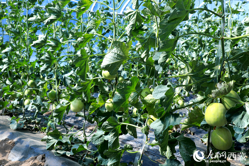 溫室中種植的瓜類作物果實(shí)累累。人民網(wǎng)記者 吳雨仁攝