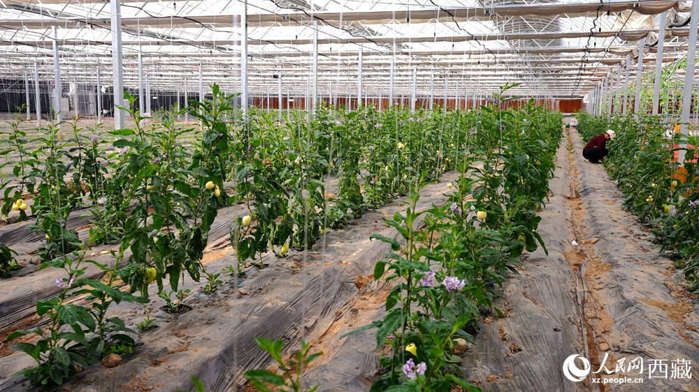 溫室大棚內(nèi)，一排排植株長勢喜人，黃綠相間的果實掛滿枝頭。人民網(wǎng)記者 吳雨仁攝