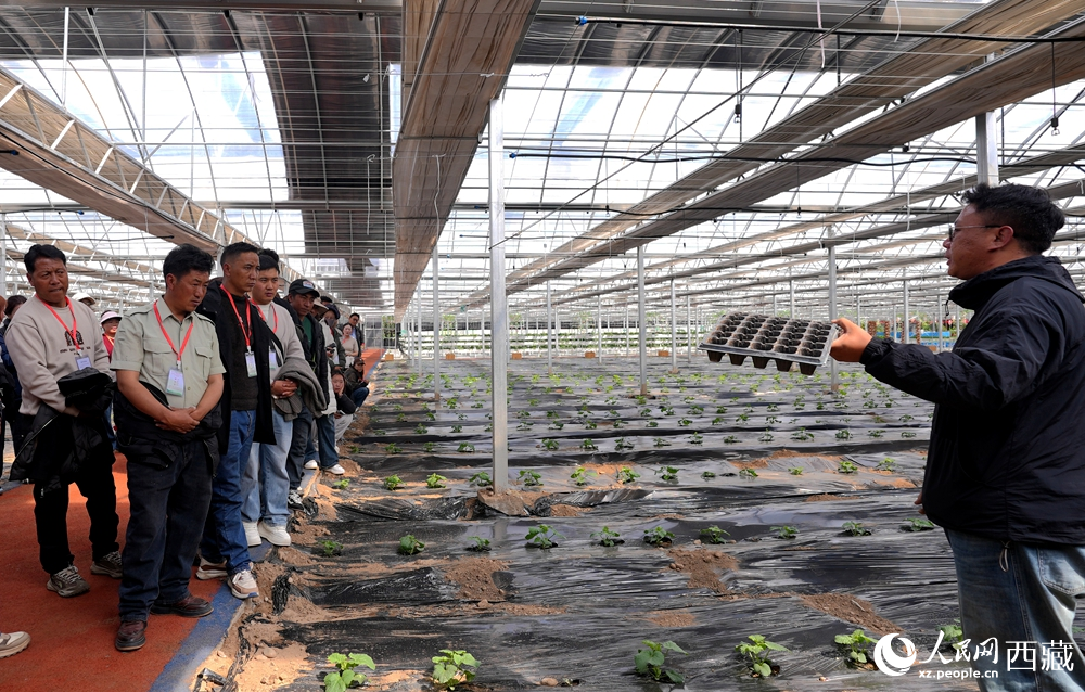 專家手持育苗盤，向?qū)W員們講解苗期管理與移栽技術(shù)。人民網(wǎng)記者 吳雨仁攝