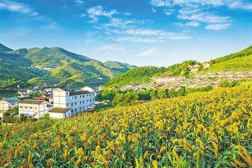 【理上網(wǎng)來o輝煌十九大】鄉(xiāng)村振興戰(zhàn)略：更綜合、全面、系統(tǒng)的發(fā)展戰(zhàn)略