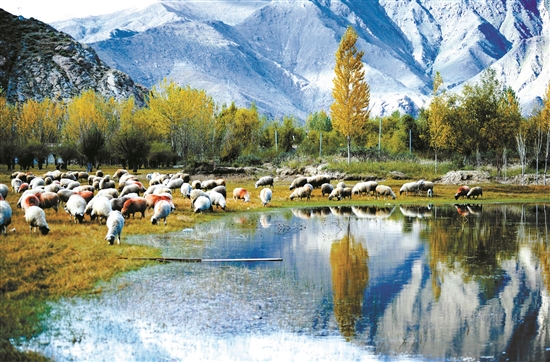 曲水縣郊外的怡人風(fēng)景。 拉薩日?qǐng)?bào) 平措旺堆攝.jpg