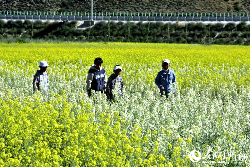 小孩在油菜花田嬉戲。人民網(wǎng) 李海霞攝