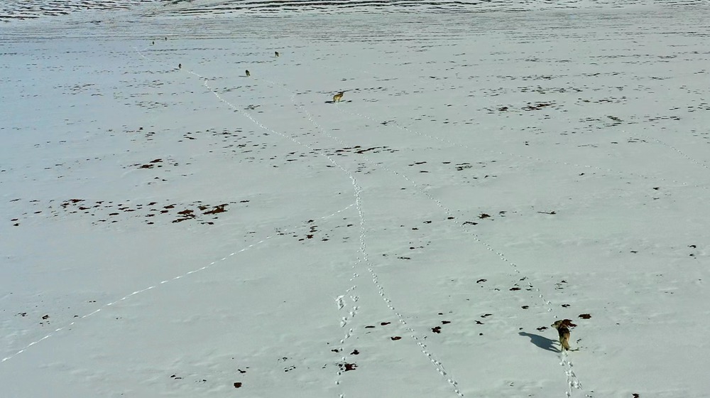 天地一色，狼群在雪地里不斷地向前奔跑。