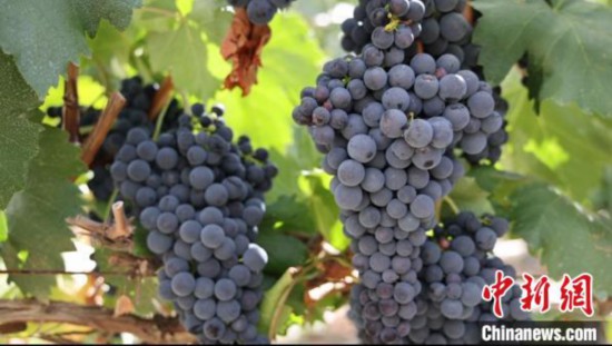 圖為桑日縣種植的葡萄?！∩侥仙Ｈ湛h委宣傳部提供