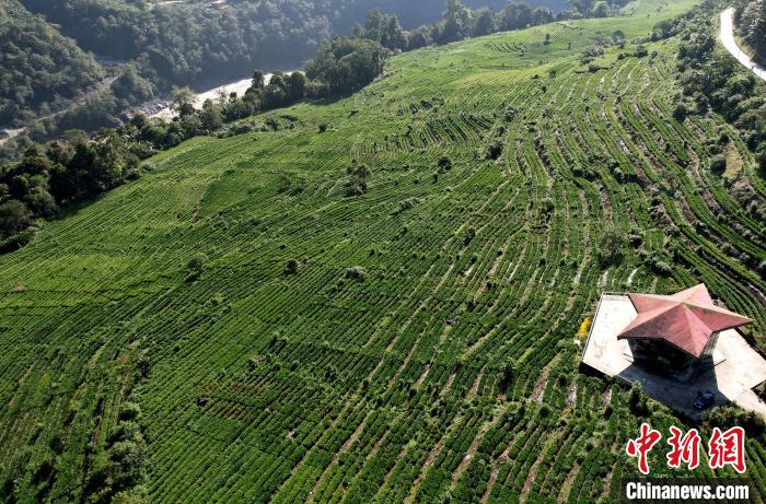 圖為西藏林芝市墨脫縣果果塘大拐彎附近的茶田。(無人機照片) 李林 攝
