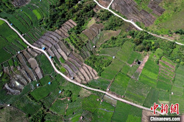 圖為西藏林芝市墨脫縣城附近的茶田。(無人機照片) 李林 攝