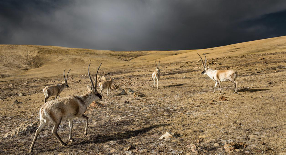 “高原精靈”藏羚羊。尼瑪多吉攝