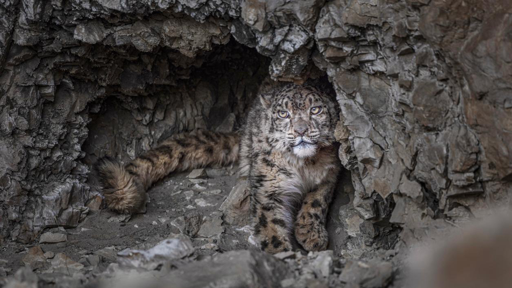 “高原精靈”雪豹。尼瑪多吉攝