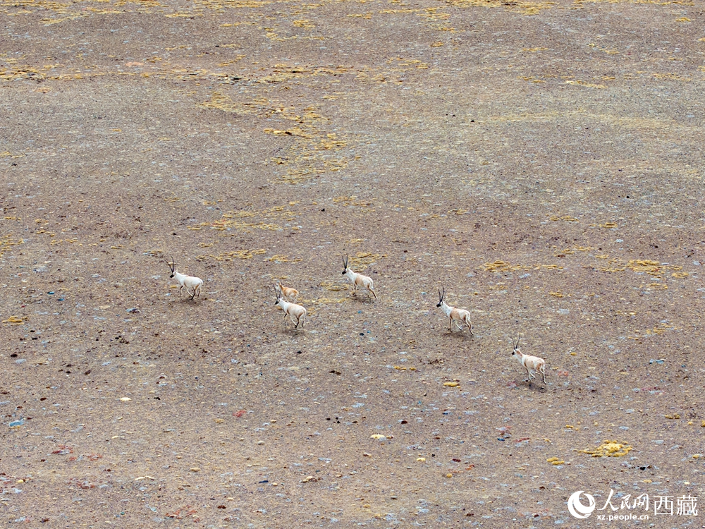 藏北羌塘:萬類霜天競自由