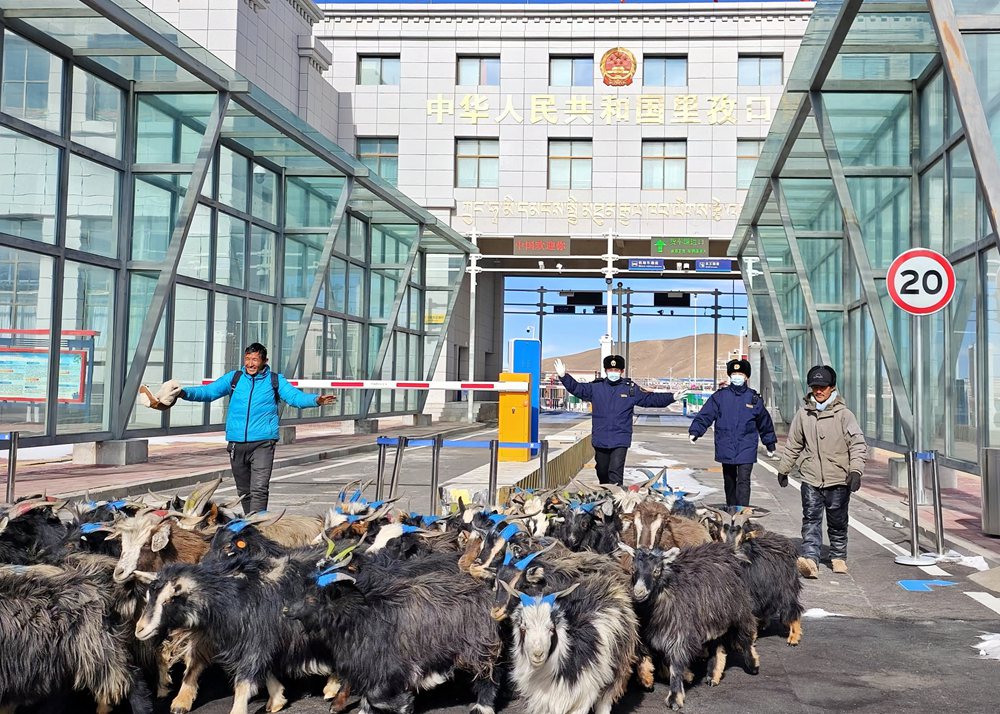 海關關員監(jiān)管驗放出口活羊。次旺久美攝