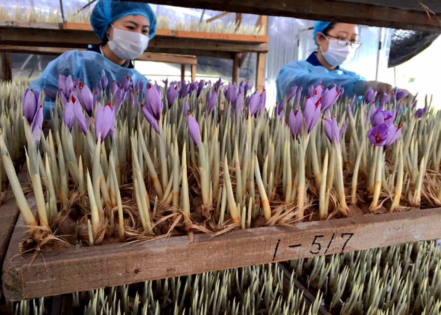 林芝天旺農(nóng)牧產(chǎn)品有限公司藏紅花種植基地工作人員采摘藏紅花。趙新民攝