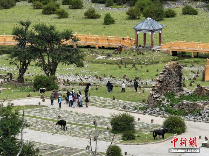 西藏林芝：國(guó)慶首日藏獼猴棲息地迎客來