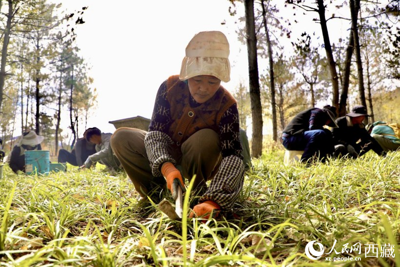 圖為項目建設(shè)過程中帶動周邊群眾就業(yè)。人民網(wǎng)記者 次仁羅布攝