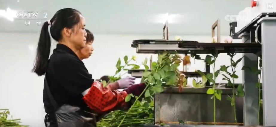 云南姚安：七夕“浪漫經(jīng)濟”升溫 日均百萬枝玫瑰供應(yīng)市場