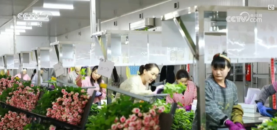 云南姚安：七夕“浪漫經(jīng)濟”升溫 日均百萬枝玫瑰供應(yīng)市場