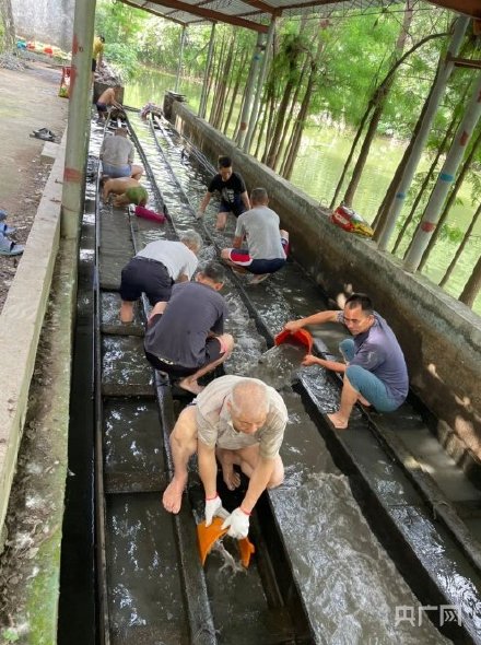 場面震撼！中國龍舟之鄉(xiāng)順德舉行起龍儀式