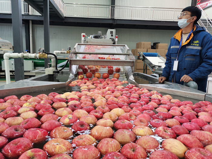 智能選果線(xiàn)清洗。來(lái)源：柳林鎮(zhèn)果技站供圖。