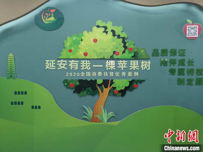 “延安有我一棵蘋(píng)果樹(shù)”。<a target='_blank'  ><p  align=