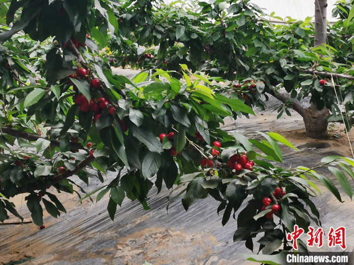 陜西省子長市盛宇現(xiàn)代農(nóng)業(yè)示范園內(nèi)，櫻桃鮮艷欲滴。<a target='_blank'  ><p  align=