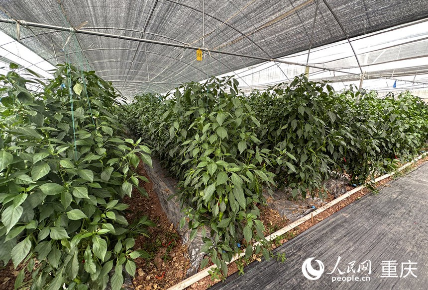 侶俸“巴岳農莊”設施蔬菜科技園內作物長勢良好。人民網記者 劉政寧攝